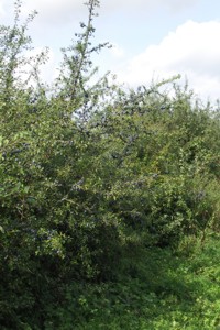 Blackthorn