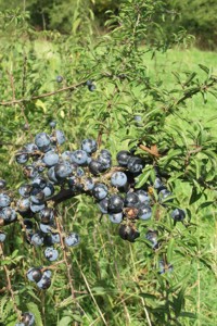 Sloes